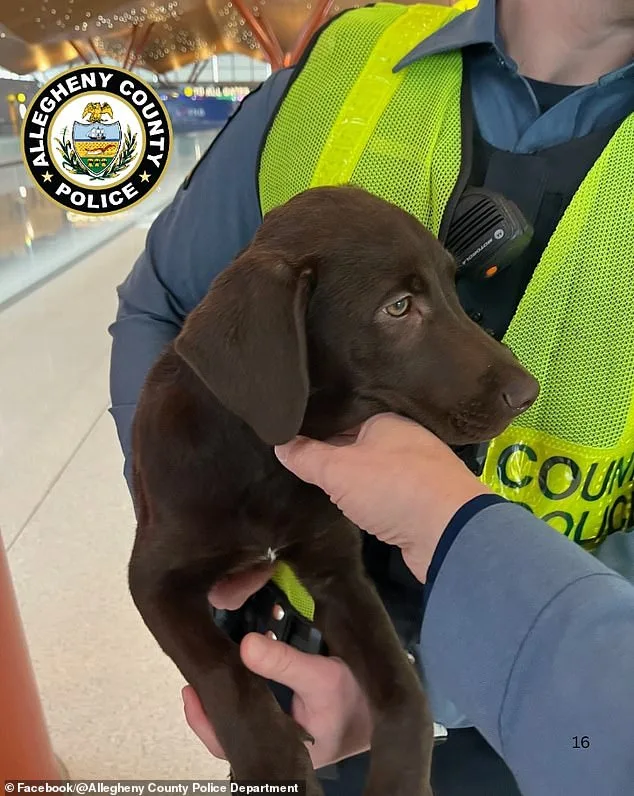 Man Charged with Animal Cruelty After Abandoning Distressed Puppy at Pittsburgh Airport