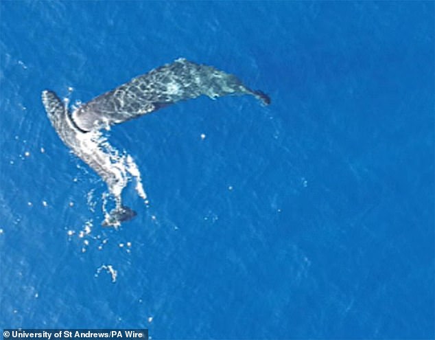 Sperm Whales' Moby Dick-Style Headbutting Captured in Real Time, Proving Literary Legend True
