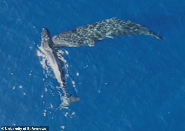 Sperm Whales' Moby Dick-Style Headbutting Captured in Real Time, Proving Literary Legend True
