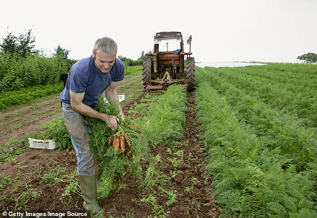 The Organic Paradox: Healthier, Wealthier, or Just More Expensive?