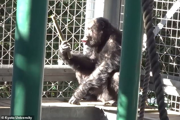 Kyoto Study Reveals Chimp's Rhythmic Drumming and Vocalizations Challenge Human Music Uniqueness