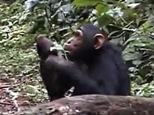 Kyoto Study Reveals Chimp's Rhythmic Drumming and Vocalizations Challenge Human Music Uniqueness