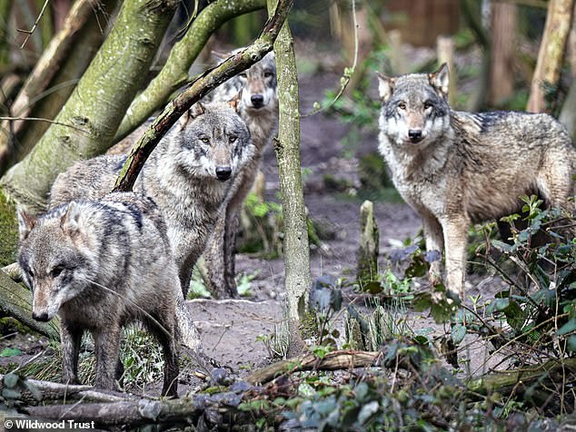 Last-Resort Euthanasia of Wolves at Wildwood Trust Due to Aggression and Injuries