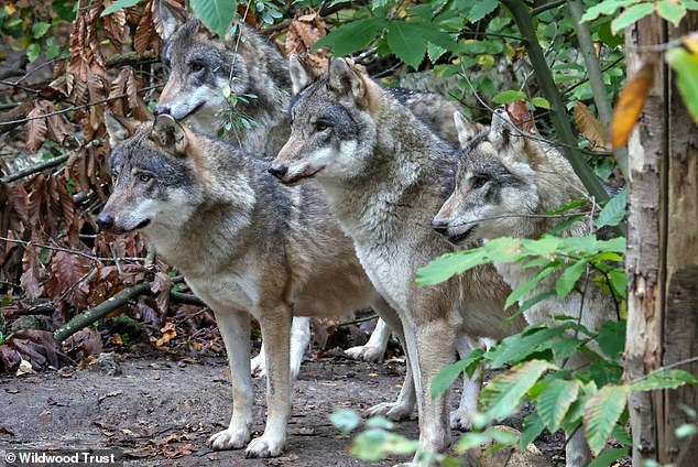Last-Resort Euthanasia of Wolves at Wildwood Trust Due to Aggression and Injuries