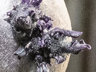 NASA Astronaut's 20-Minute Medical Crisis Triggers First ISS Evacuation, Raising Questions About Spaceflight Safety