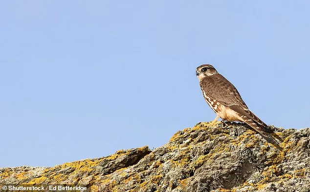 Britain Stands at a Crossroads: Urgent Action Needed to Prevent Extinction of Hundreds of Native Species Within Two Decades