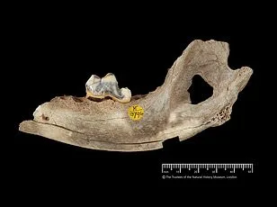 Groundbreaking Study Reveals 17 Key Behavioral Signs of Canine Discomfort, Helping Owners Recognize Pain in Their Pets