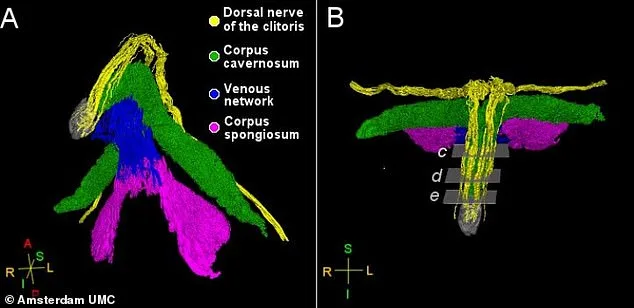 Scientists Reveal First High-Resolution Clitoris Map, Redefining Understanding of Female Sexual Health