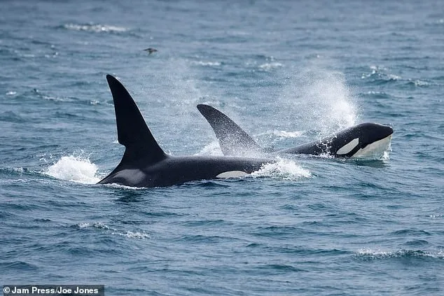 Steve Backshall's Rare Encounter with UK's Last Resident Killer Whales Off Cornwall Coast