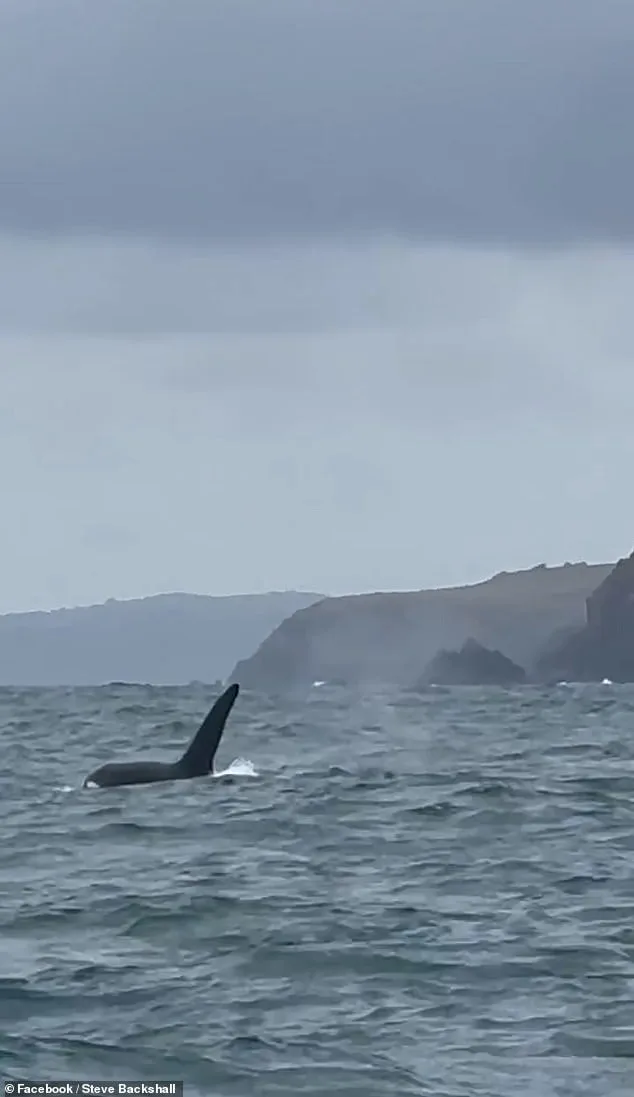 Steve Backshall's Rare Encounter with UK's Last Resident Killer Whales Off Cornwall Coast
