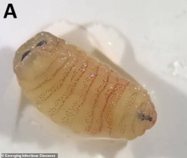 Sheep Farmer in Greece Stuns Doctors by Sneezing Out Parasitic Larvae