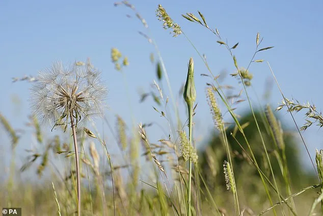 Pollen Surge Sparks Health Concerns Over Hay Fever Medication Overuse