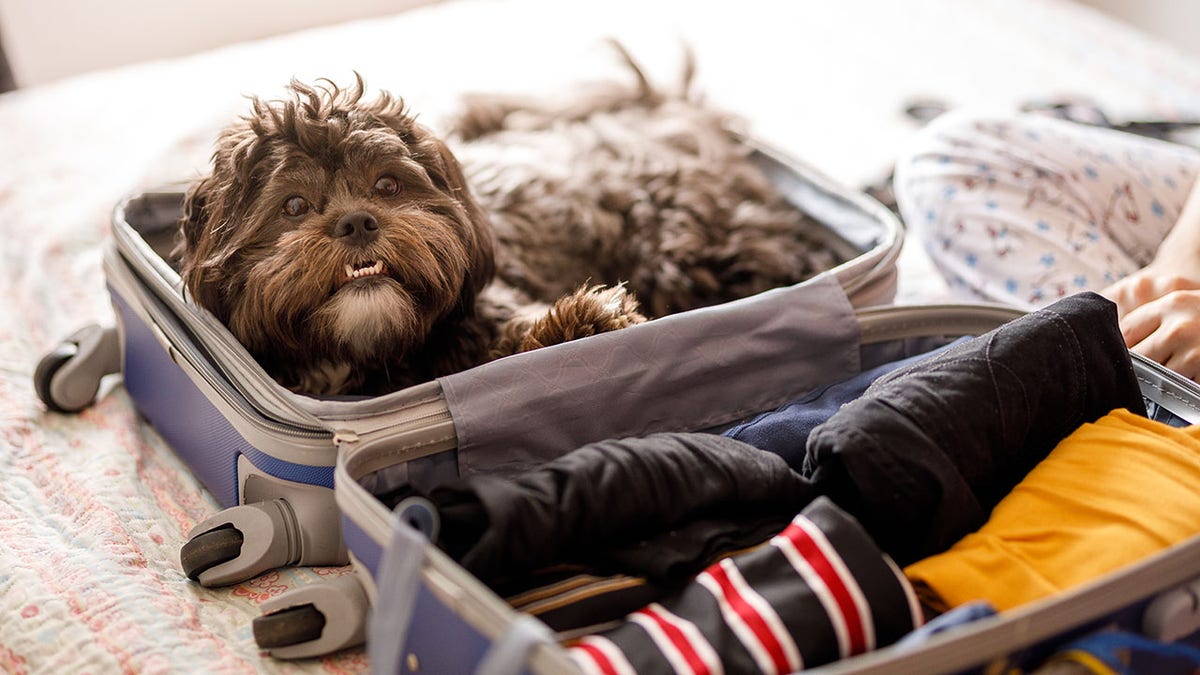 Fabled Voyages Opens Pet-Friendly Residential Cruises for Cats and Dogs