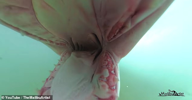 Great White Shark Bites Cinematographer's Camera Gear Off Malibu Coast
