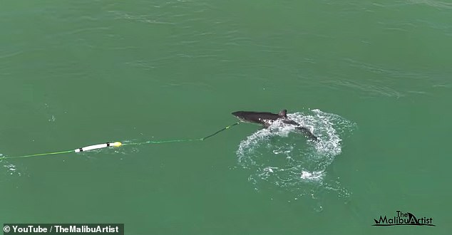Great White Shark Bites Cinematographer's Camera Gear Off Malibu Coast