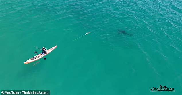 Great White Shark Bites Cinematographer's Camera Gear Off Malibu Coast
