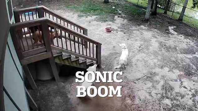 SpaceX Starship sonic boom rattles East Coast homes and pets.