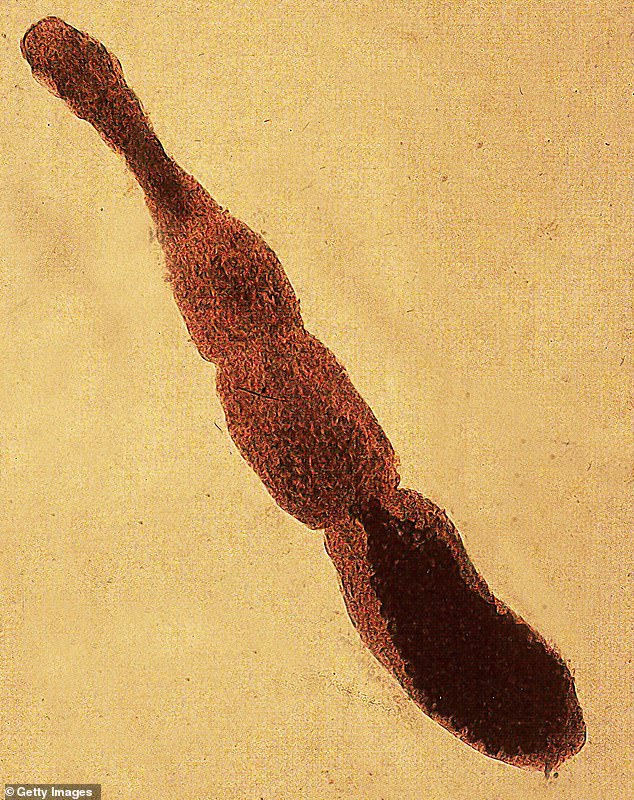 Lethal tapeworm forming cancer-like tumors spreads across US wildlife