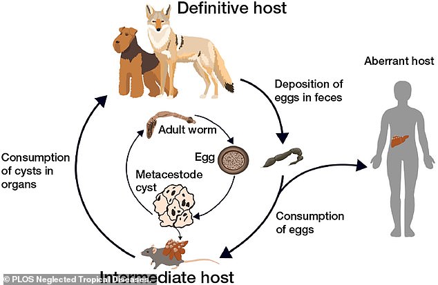 Lethal tapeworm forming cancer-like tumors spreads across US wildlife