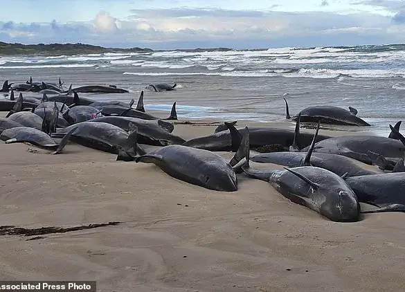 Australia Considers Euthanasia for Stranded Pod of False Killer Whales