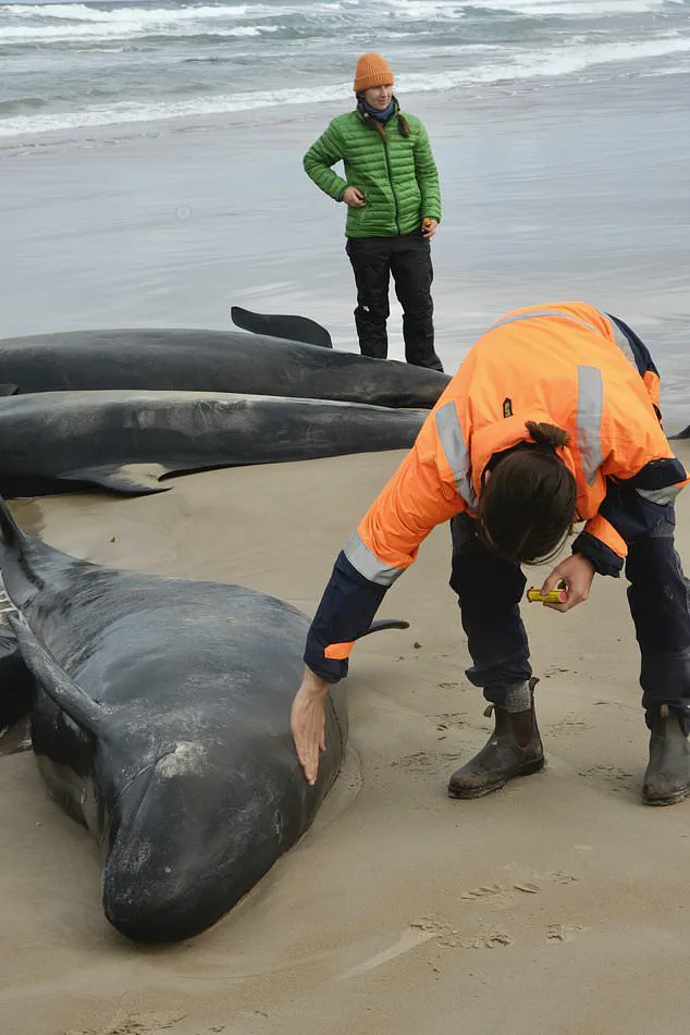 Australia Considers Euthanasia for Stranded Pod of False Killer Whales