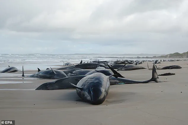 Australia Considers Euthanasia for Stranded Pod of False Killer Whales