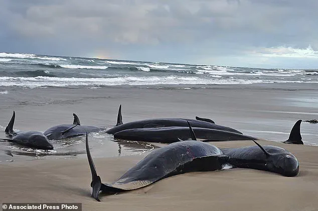 Australia Considers Euthanasia for Stranded Pod of False Killer Whales