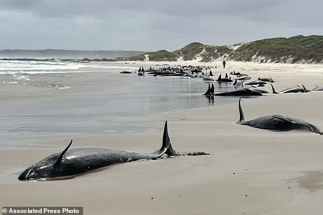 Australia Considers Euthanasia for Stranded Pod of False Killer Whales