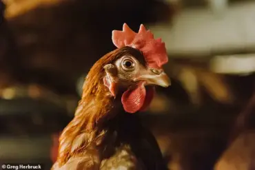 Avian Flu Devastates the Egg Industry