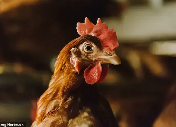 Avian Flu Devastates the Egg Industry