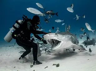 Bahamas Shark Attacks: Temperature Changes and Reckless Practices to Blame?