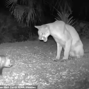 Florida Panther and Opossum: An Unlikely Encounter