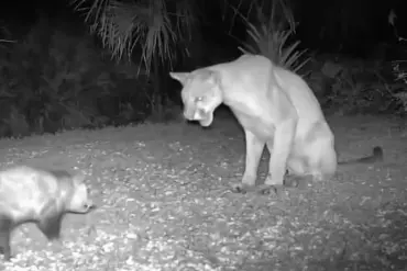 Florida Panther and Opossum: An Unlikely Encounter