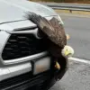 Hiker's Stunning Encounter with Tangled Bald Eagles in Alaska