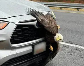 Hiker's Stunning Encounter with Tangled Bald Eagles in Alaska