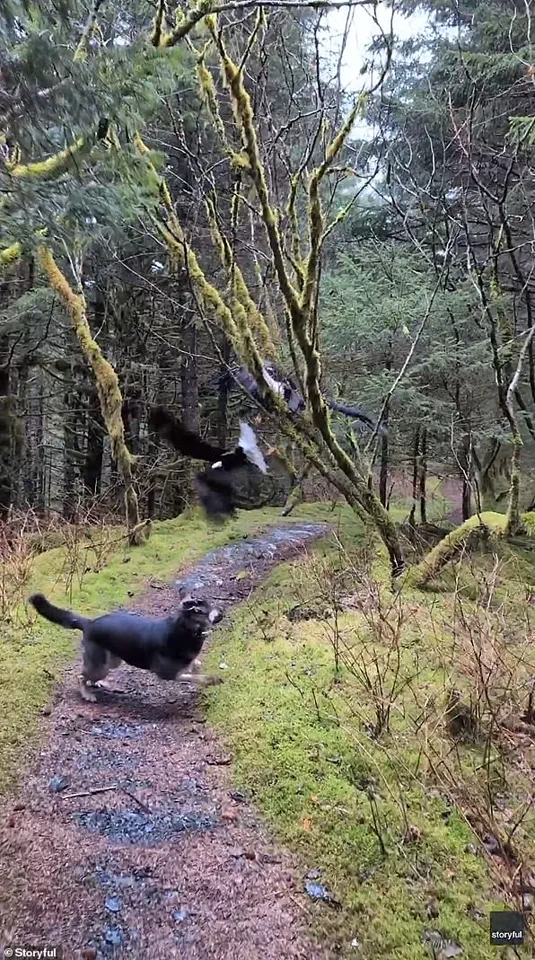 Hiker's Stunning Encounter with Tangled Bald Eagles in Alaska