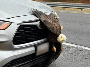 Incredible Video Capture of Bald Eagles Tangled in Alaska