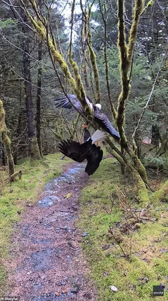 Incredible Video Capture of Bald Eagles Tangled in Alaska