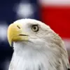 Incredible Video Capture of Bald Eagles Tangled in Alaska