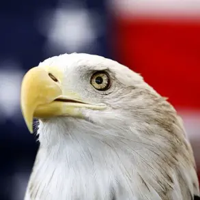 Incredible Video Capture of Bald Eagles Tangled in Alaska
