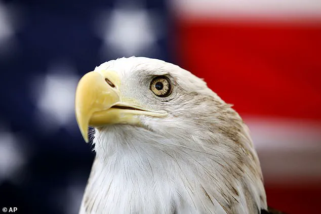 Incredible Video Capture of Bald Eagles Tangled in Alaska