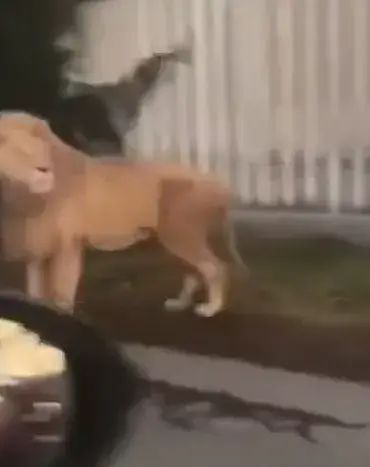 Lion on the Loose in San Pedro Cholula, Mexico