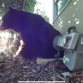 Los Angeles Man Finds 525-Pound Bear in His Crawl Space