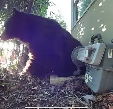 Los Angeles Man Finds 525-Pound Bear in His Crawl Space