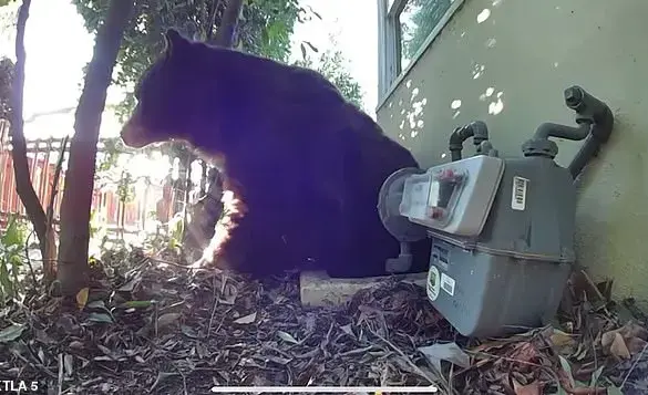Los Angeles Man Finds 525-Pound Bear in His Crawl Space