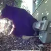 Los Angeles Man Finds 525-Pound Bear in His Crawl Space