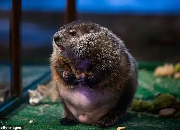 Punxsutawney Phil: Groundhog Day's Renowned Forecaster