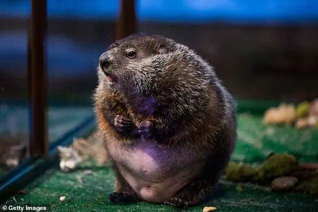 Punxsutawney Phil: Groundhog Day's Renowned Forecaster