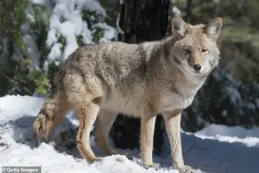 Rare Wolf and Mountain Lion Sightings in California