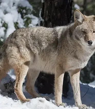 Rare Wolf and Mountain Lion Sightings in California